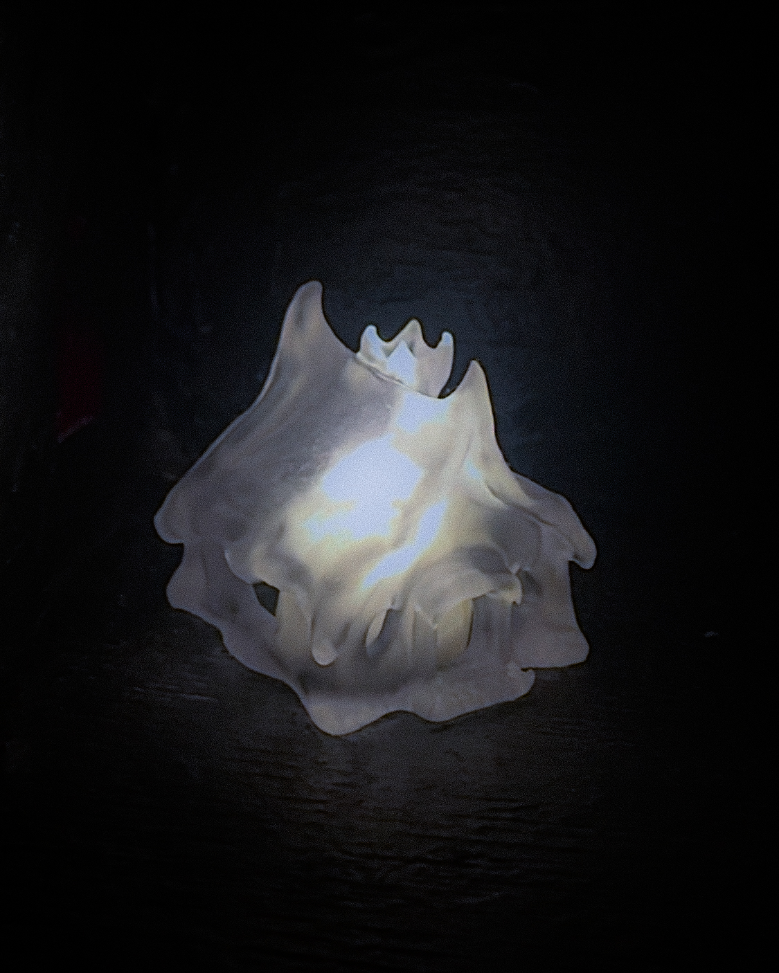 Light Seeking Organism V1, view 5